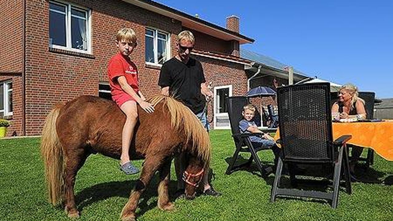 Pony Pony